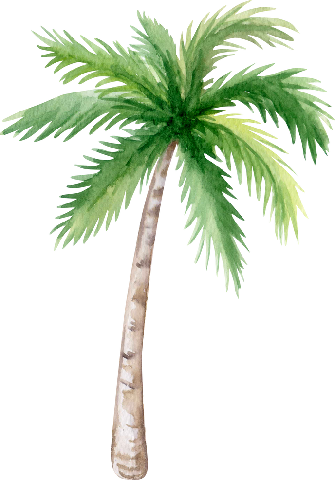 Coconut Palm Tree